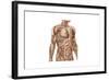 Anatomy of Human Abdominal Muscles-null-Framed Art Print