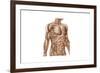 Anatomy of Human Abdominal Muscles-null-Framed Art Print