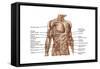 Anatomy of Human Abdominal Muscles-null-Framed Stretched Canvas