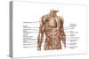 Anatomy of Human Abdominal Muscles-null-Stretched Canvas