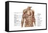 Anatomy of Human Abdominal Muscles-null-Framed Stretched Canvas