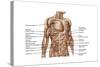 Anatomy of Human Abdominal Muscles-null-Stretched Canvas