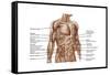 Anatomy of Human Abdominal Muscles-null-Framed Stretched Canvas