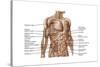 Anatomy of Human Abdominal Muscles-null-Stretched Canvas