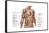 Anatomy of Human Abdominal Muscles-null-Framed Stretched Canvas