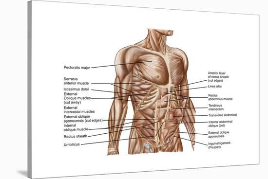 Anatomy of Human Abdominal Muscles-null-Stretched Canvas