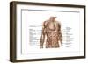 Anatomy of Human Abdominal Muscles-null-Framed Art Print