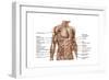 Anatomy of Human Abdominal Muscles-null-Framed Art Print