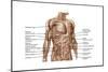 Anatomy of Human Abdominal Muscles-null-Mounted Art Print