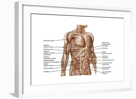 Anatomy of Human Abdominal Muscles-null-Framed Art Print