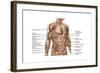 Anatomy of Human Abdominal Muscles-null-Framed Art Print