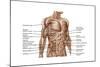 Anatomy of Human Abdominal Muscles-null-Mounted Art Print