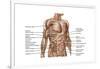 Anatomy of Human Abdominal Muscles-null-Framed Art Print