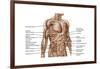 Anatomy of Human Abdominal Muscles-null-Framed Art Print