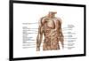 Anatomy of Human Abdominal Muscles-null-Framed Art Print