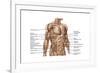 Anatomy of Human Abdominal Muscles-null-Framed Art Print