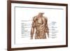 Anatomy of Human Abdominal Muscles-null-Framed Art Print