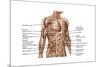 Anatomy of Human Abdominal Muscles-null-Mounted Art Print