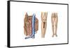 Anatomy of Human Bone Marrow-null-Framed Stretched Canvas