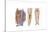 Anatomy of Human Bone Marrow-null-Stretched Canvas