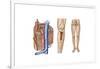 Anatomy of Human Bone Marrow-null-Framed Art Print
