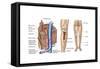 Anatomy of Human Bone Marrow-null-Framed Stretched Canvas