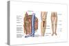 Anatomy of Human Bone Marrow-null-Stretched Canvas