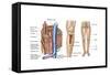 Anatomy of Human Bone Marrow-null-Framed Stretched Canvas