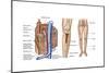 Anatomy of Human Bone Marrow-null-Mounted Art Print