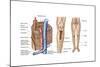 Anatomy of Human Bone Marrow-null-Mounted Art Print