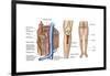 Anatomy of Human Bone Marrow-null-Framed Art Print