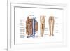 Anatomy of Human Bone Marrow-null-Framed Art Print