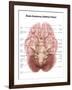 Anatomy of Human Brain, Inferior View-Stocktrek Images-Framed Art Print