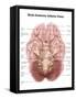 Anatomy of Human Brain, Inferior View-Stocktrek Images-Framed Stretched Canvas