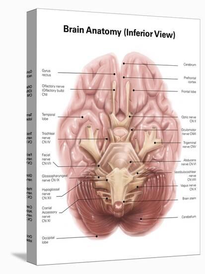 Anatomy of Human Brain, Inferior View-Stocktrek Images-Stretched Canvas