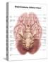 Anatomy of Human Brain, Inferior View-Stocktrek Images-Stretched Canvas