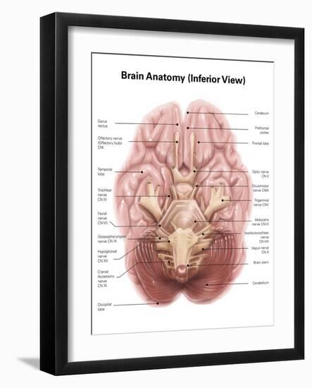 Anatomy of Human Brain, Inferior View-Stocktrek Images-Framed Art Print