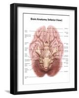 Anatomy of Human Brain, Inferior View-Stocktrek Images-Framed Art Print