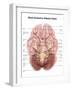 Anatomy of Human Brain, Inferior View-Stocktrek Images-Framed Art Print