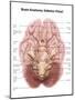 Anatomy of Human Brain, Inferior View-Stocktrek Images-Mounted Art Print