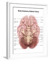 Anatomy of Human Brain, Inferior View-Stocktrek Images-Framed Art Print