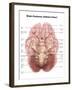 Anatomy of Human Brain, Inferior View-Stocktrek Images-Framed Art Print