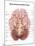 Anatomy of Human Brain, Inferior View-Stocktrek Images-Mounted Art Print