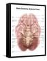 Anatomy of Human Brain, Inferior View-Stocktrek Images-Framed Stretched Canvas