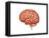 Anatomy of Human Brain, Side View-null-Framed Stretched Canvas