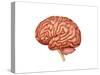 Anatomy of Human Brain, Side View-null-Stretched Canvas
