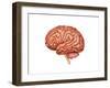 Anatomy of Human Brain, Side View-null-Framed Art Print