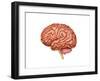 Anatomy of Human Brain, Side View-null-Framed Art Print