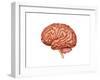 Anatomy of Human Brain, Side View-null-Framed Art Print