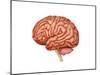 Anatomy of Human Brain, Side View-null-Mounted Art Print